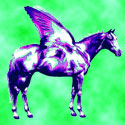 pinto pegasus